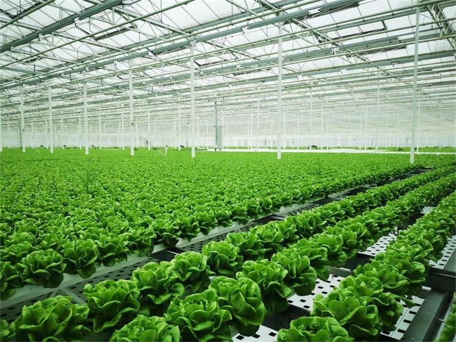 MGS全自動(dòng)葉菜淺液流水培系統(tǒng)_2_大昭科技_來(lái)自小紅書網(wǎng)頁(yè)版